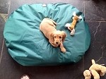 Puppy Dog Beds Oval Shape Doza Junior Waterproof  - Choose Size & Colour